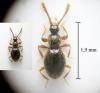 Euconnus pubicollis